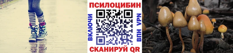 продажа наркотиков  Волхов  Псилоцибиновые грибы MAGIC MUSHROOMS 